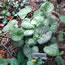 Brunnera macrophylla Mr Morse